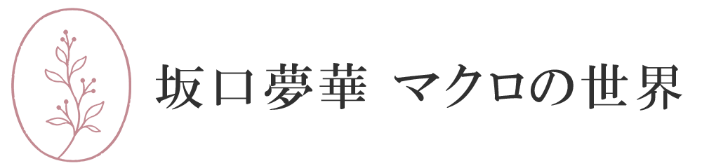 フォトグラファー 坂口夢華